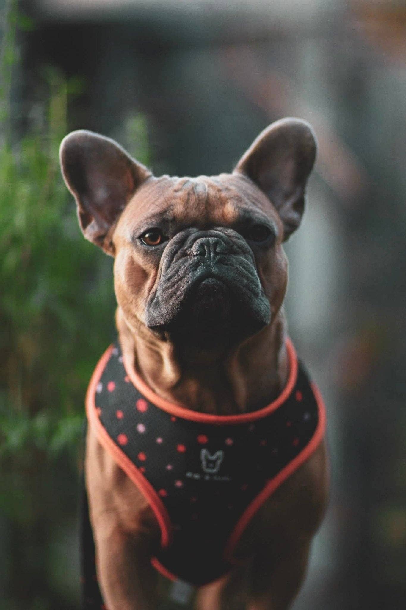 Fibi & Karl – Arnês – Cão por atacado – Arnês para cães 2 em 1 Infinity D1