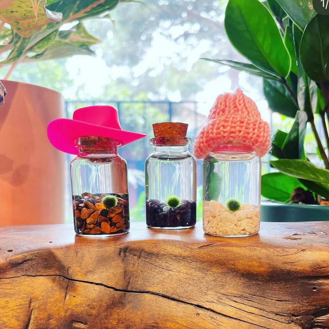 Moss Amigos | Moss Ball Terrariums - Wholesale Live Plant - Tiny Marimo Moss Ball Terrarium with Tiger Eye Gemstones5
