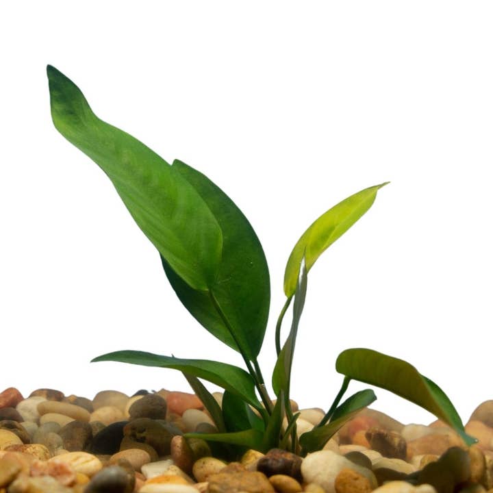 Wetplants - Wholesale Live Plant - Anubias Nangi