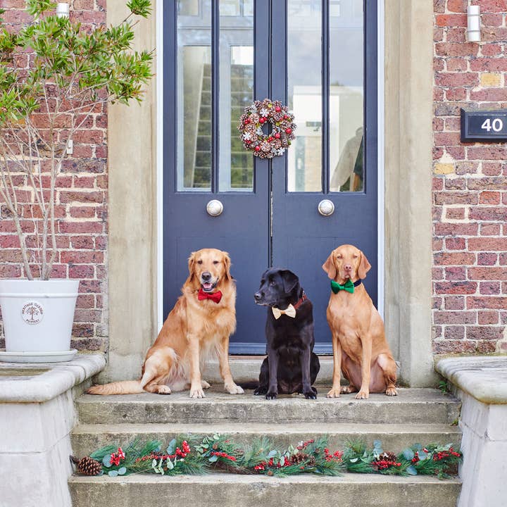 Sweet William Designs - Wholesale Pet bow tie – Dog - Bow Tie - Christmas Gold Velvet6