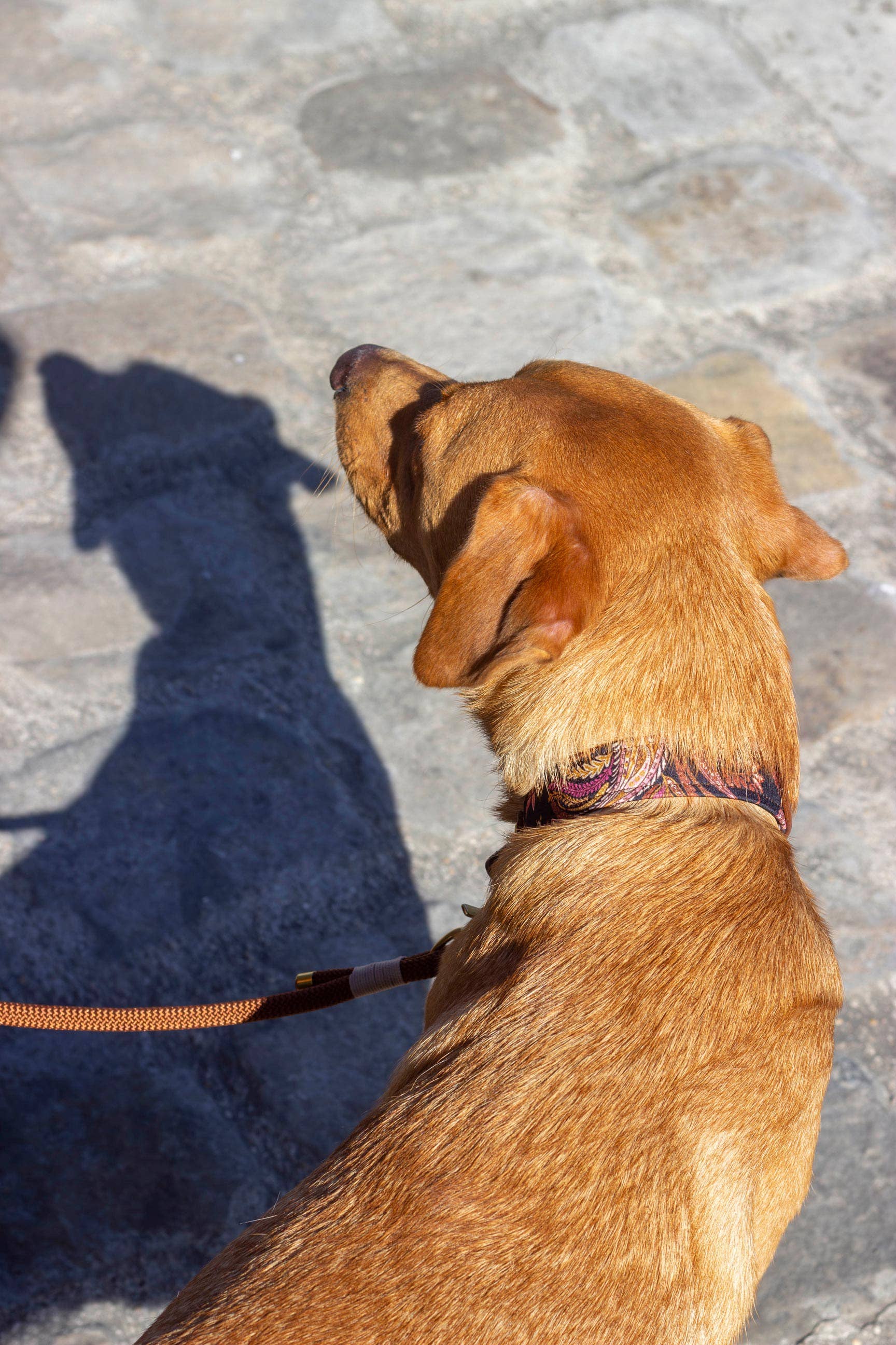 Atelier Markiz - Wholesale Pet Collar - Dog - Kashmir Necklace3