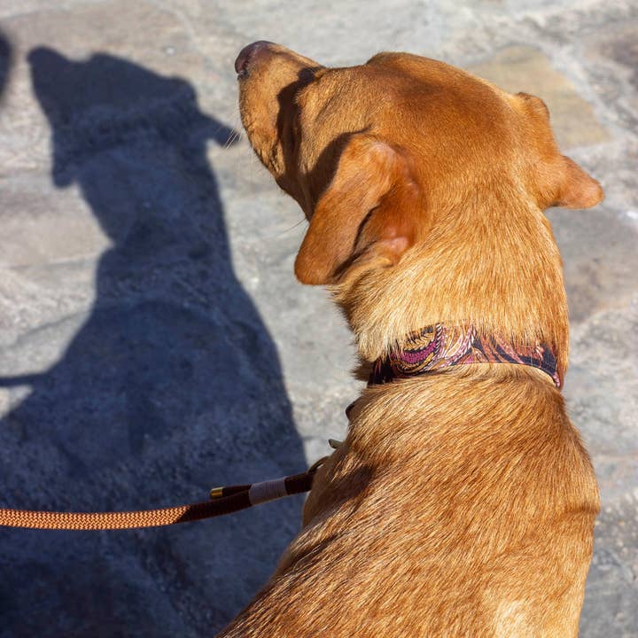 Atelier Markiz - Wholesale Pet Collar - Dog - Kashmir Necklace3