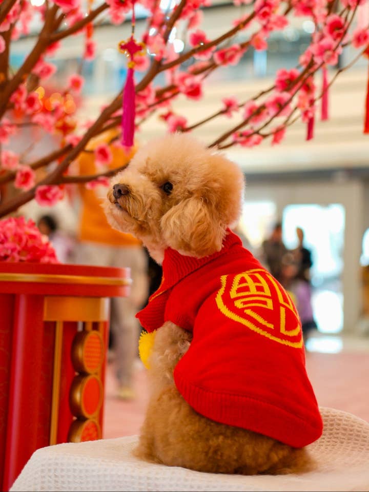 Pet Sweater Chinese New Year Happiness Come S645RD for wholesale by Dandy's Pawsome