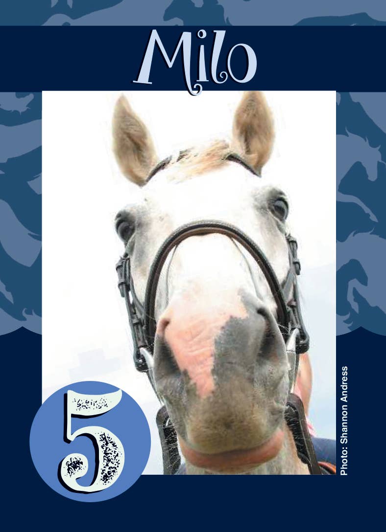 Horse Hollow Press | Pretty Snarky Equestrian Cards|Stickers - Wholesale Card Game - Fun Horse Go Graze Card Game for Kids & Families –Gift Ready7