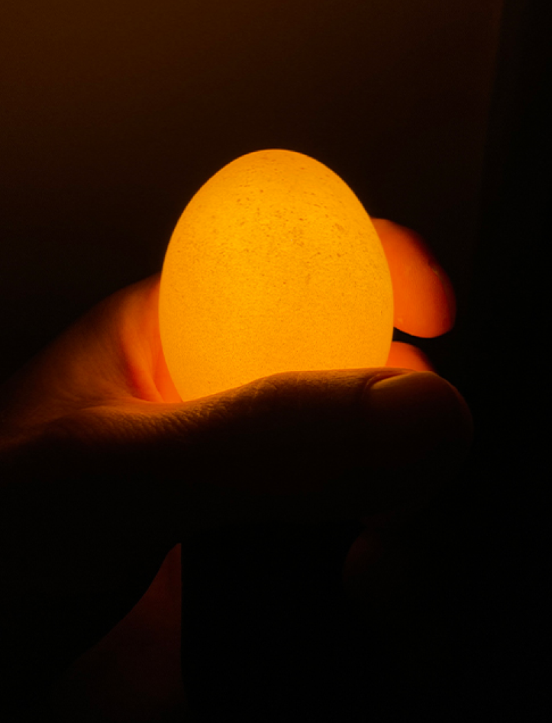 Egglamp - Wholesale Light Bulb/Puck - Egglamp Brown | Lightbulb made from real Egg1
