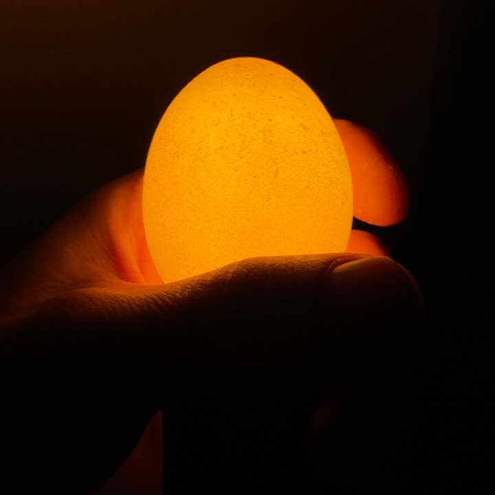 Egglamp - Wholesale Light Bulb/Puck - Egglamp Brown | Lightbulb made from real Egg1