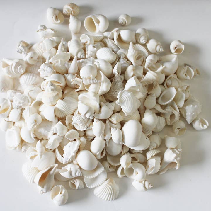 Small ALL White Seashell Mix - Bulk Shells - 1 KG for wholesale by California Seashell Company