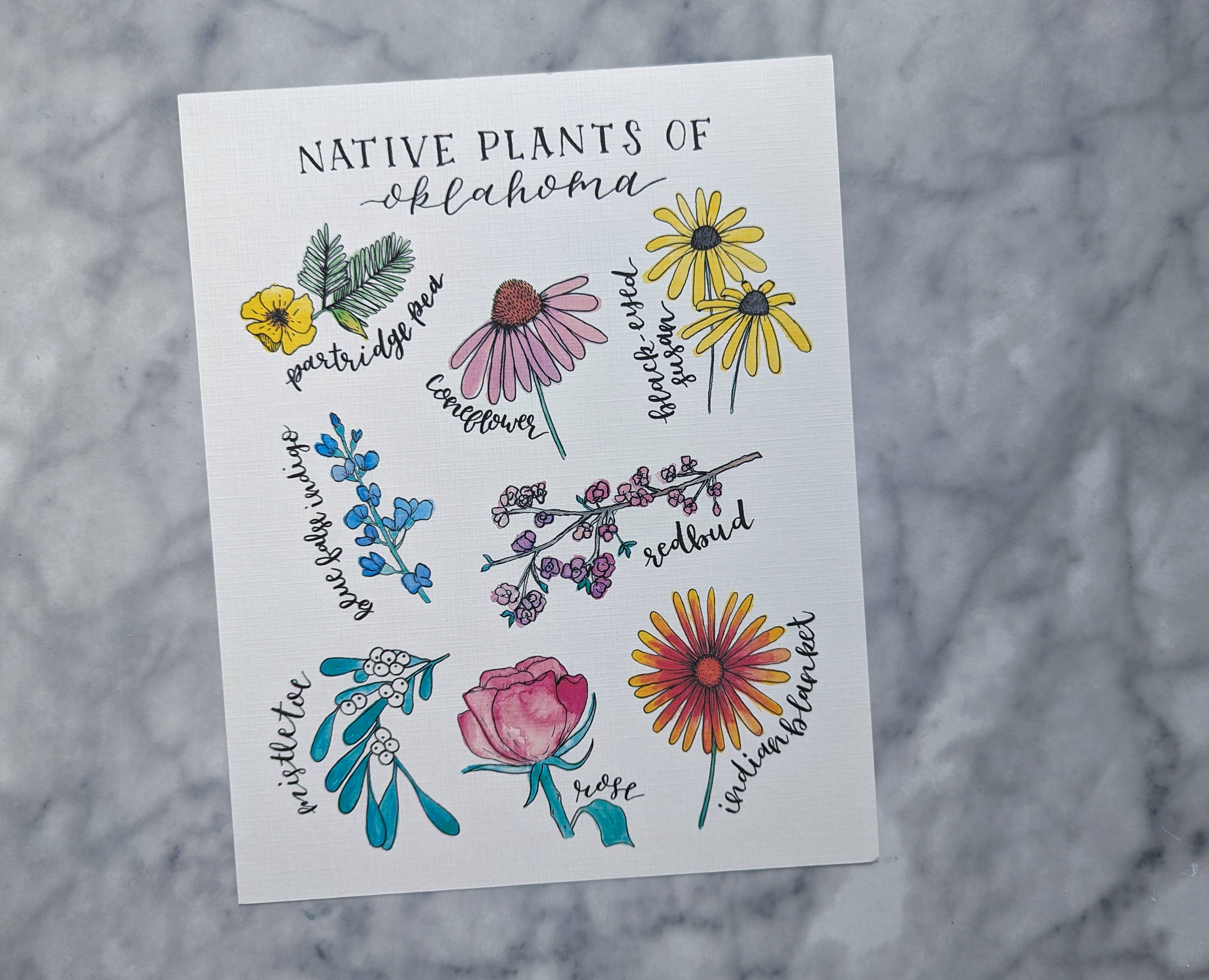 Kallos Ink - Wholesale Art Print - Native Plants of Oklahoma 8x10 Print1