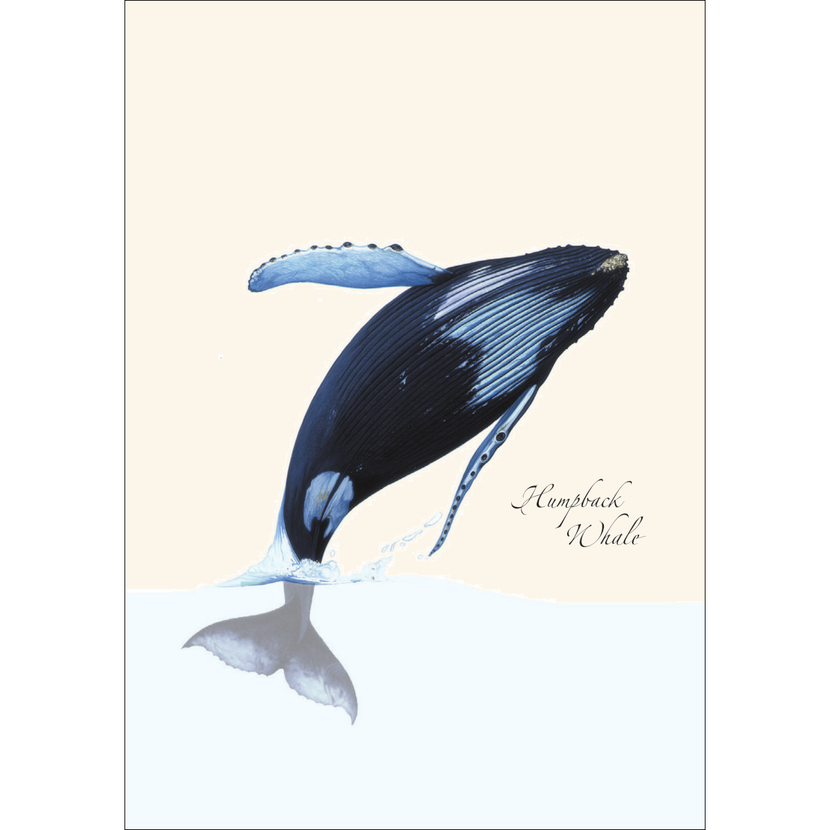 Earth Sky + Water - Wholesale Stationery/Notecard Set - Breaching Humpback1