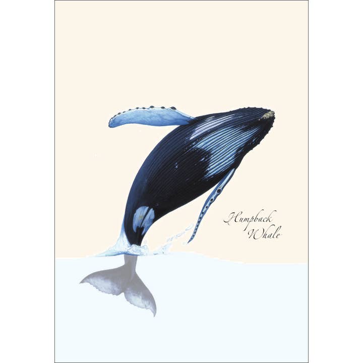 Earth Sky + Water - Wholesale Stationery/Notecard Set - Breaching Humpback1