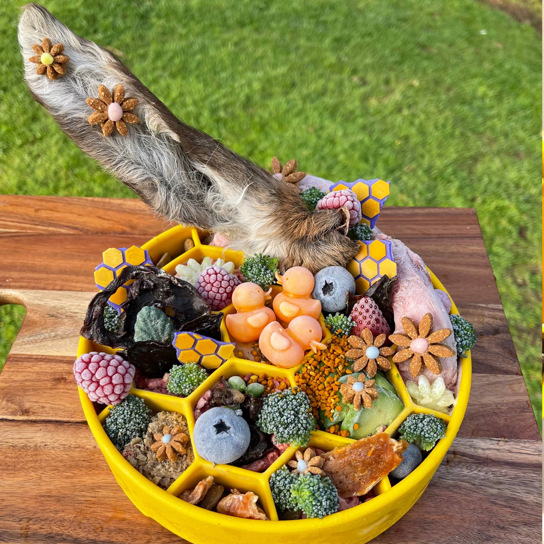 Rover Pet Products - Vendita all'ingrosso Ciotola - Cani e gatti - Honeycomb eBowl per cani (scorte estremamente limitate)7