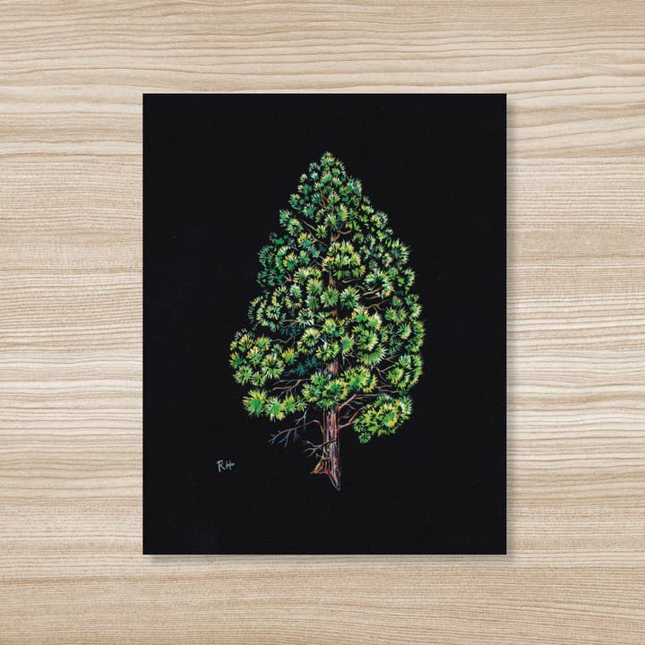 Ponderosa Pine - Fine Art Print for wholesale by Rosalie Haizlett Illustration