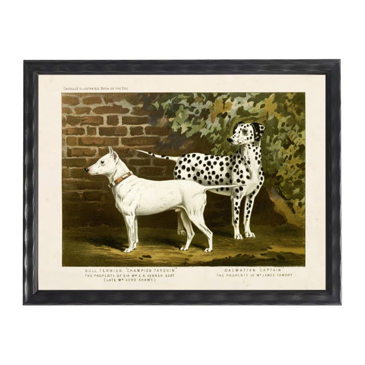 Antique Curiosities Inc - Wholesale Art Print - Vintage terrier & dalmatian on distressed background