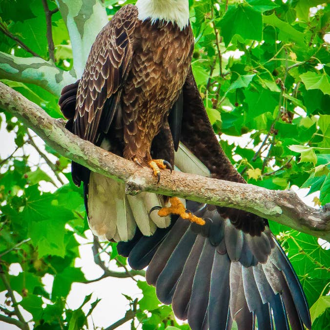 Scott Turnmeyer 2"x3" Metal Fotomagnet - Morgenstræk Havørn for engroshandel hos Turnmeyers