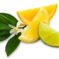 The Grateful Tea Co - Wholesale Iced Tea - Citrus Mint Green Cold Brew Iced Tea5