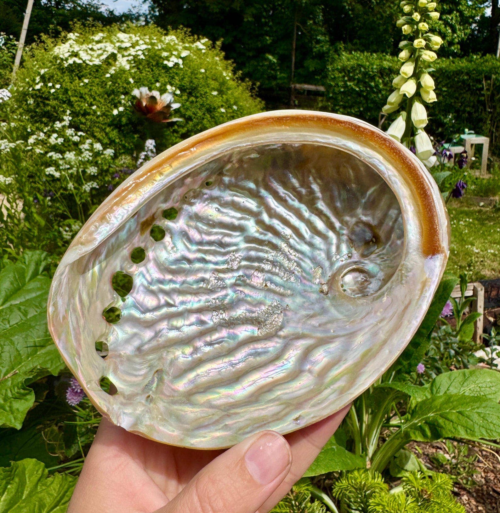 Elf Kendal Hippies - Wholesale Spiritual Stone/Crystal - Abalone shell 10cm Abalone shell 4 inch Paua shell by Elf UK1
