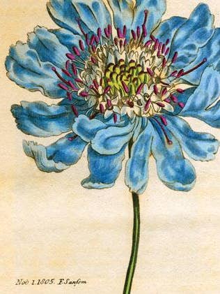 CC602 Blue Flower for wholesale by Cartolina Cards Inc.