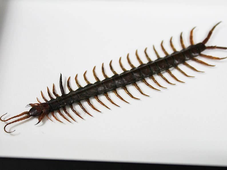 Newman Art Designs - Wholesale Wall Accent - Scolopendra sp. Centipede in a Frame1