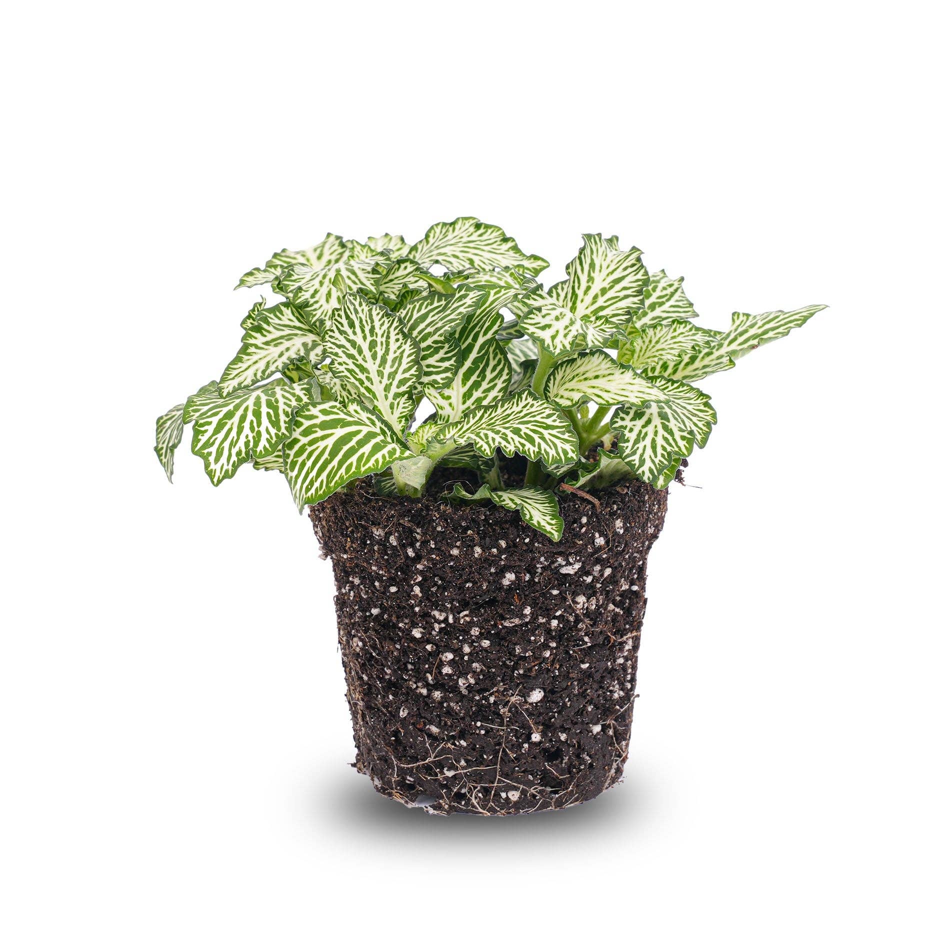 Trendhero.nl/b2b - Wholesale Live Plant - Fittonia White -White Tiger - Mosaic plant