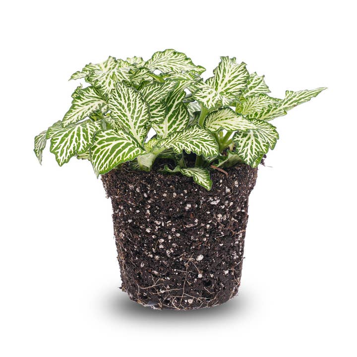 Trendhero.nl/b2b - Wholesale Live Plant - Fittonia White -White Tiger - Mosaic plant0