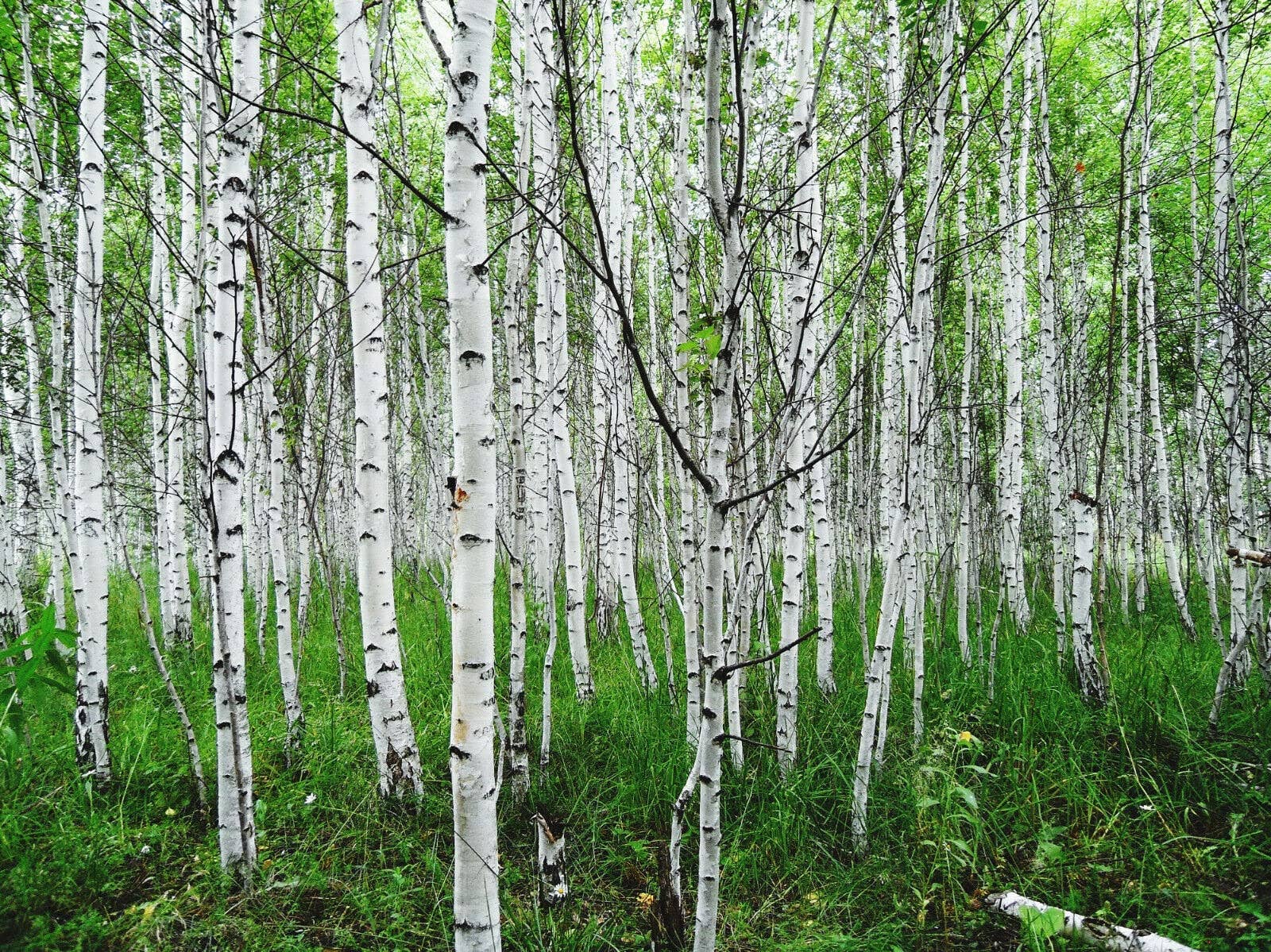 The Rike - Wholesale Plant Seeds - 3 pack x2000 Seeds White Paper Birch Seeds Betula papyrifera2
