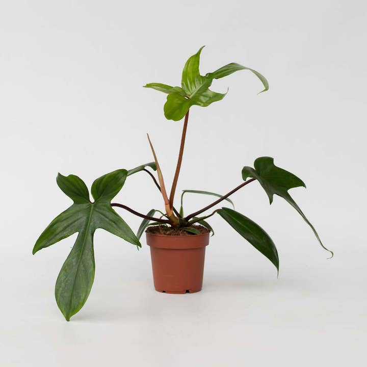 Oasis of Life - Vente Plante - Philodendron 'Florida Green' – Plante grimpante tropicale avec des tiges rouges et des feuilles uniques – Purifie l'air & facile d'entretien – Pour intérieurs & mi-ombre – Hauteur 20–30cm – Ø12cm0