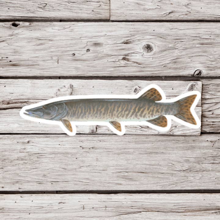 NatureCuts - Wholesale Sticker - Muskellunge Sticker, Muskie Sticker, Fish Sticker0