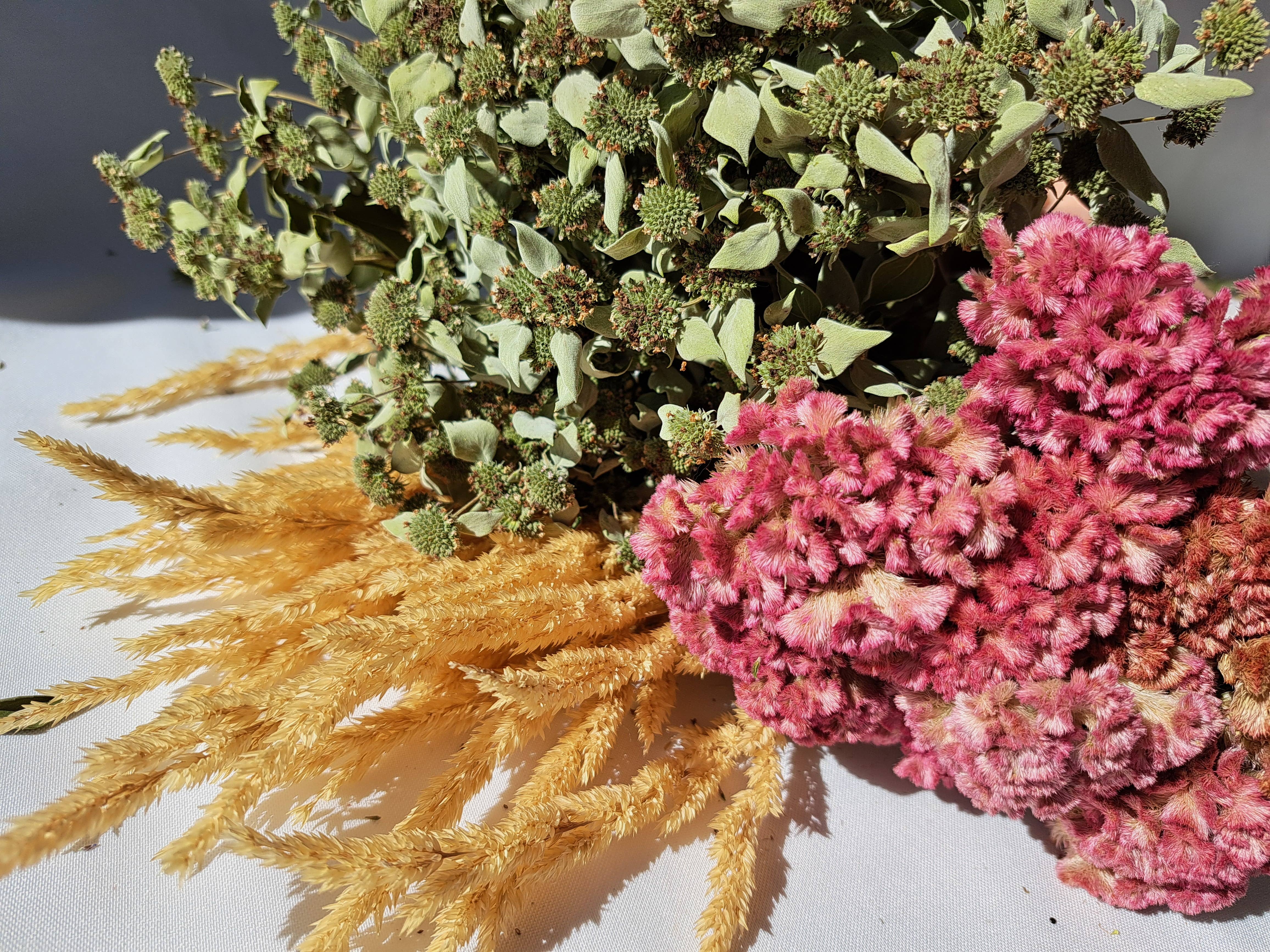 Fence Post Florals - Wholesale Dried/Pressed Flowers - Celosia-Crystal Beauty2