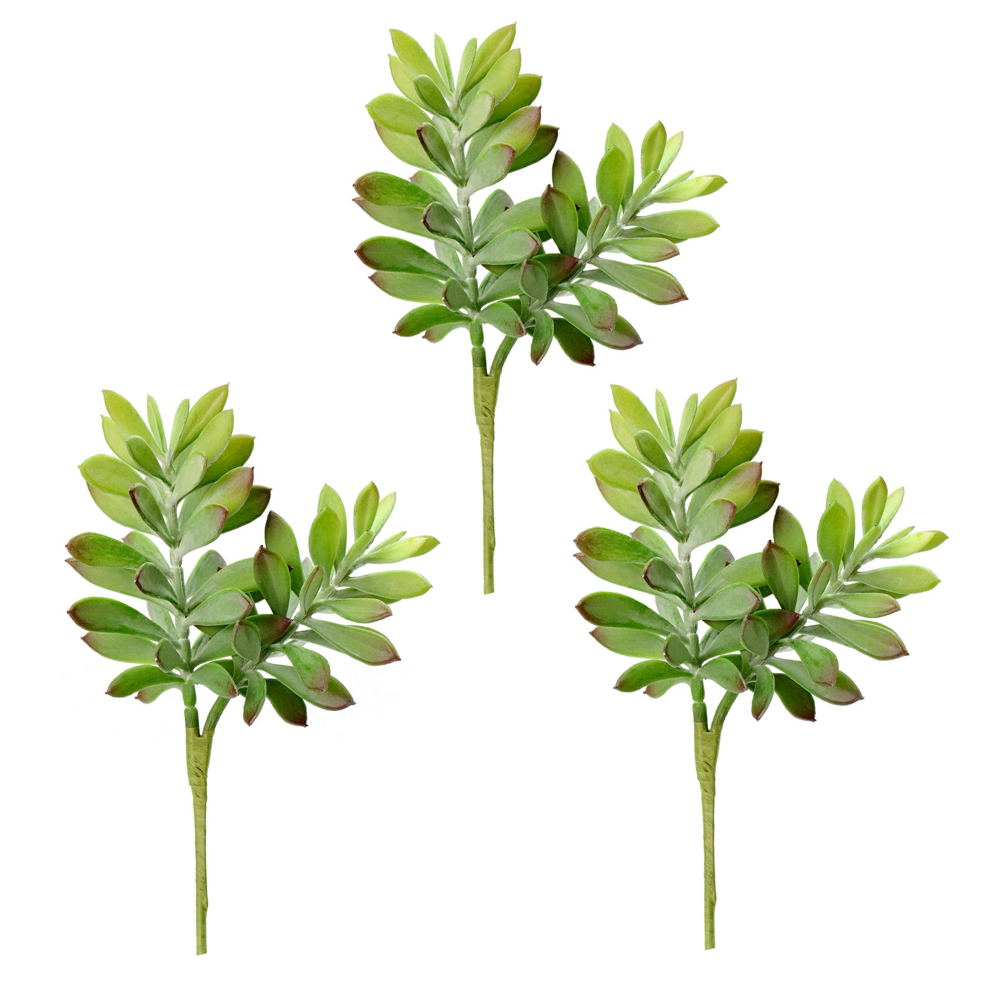 Vert Pick Crassula Tetragona vert de 10 po de Vickerman, paquet de 3 en vente sur Faire0