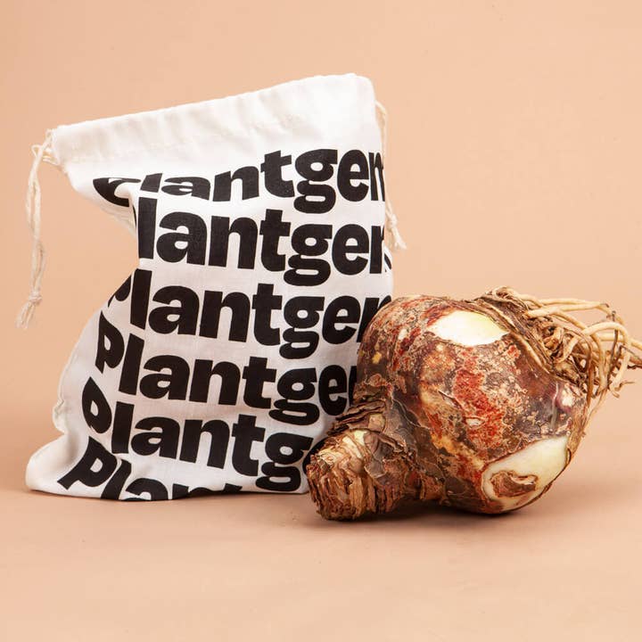 Plantgem - Wholesale Live Plant - Amaryllis Picasso Picotee Bulb
