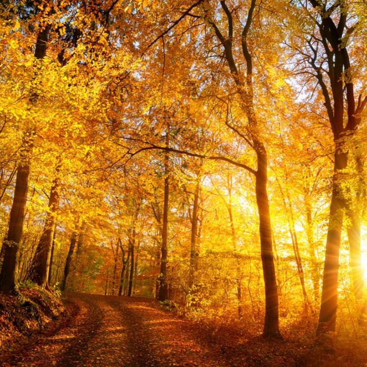 Herfst gloed voor wholesale door Alectrona Candles