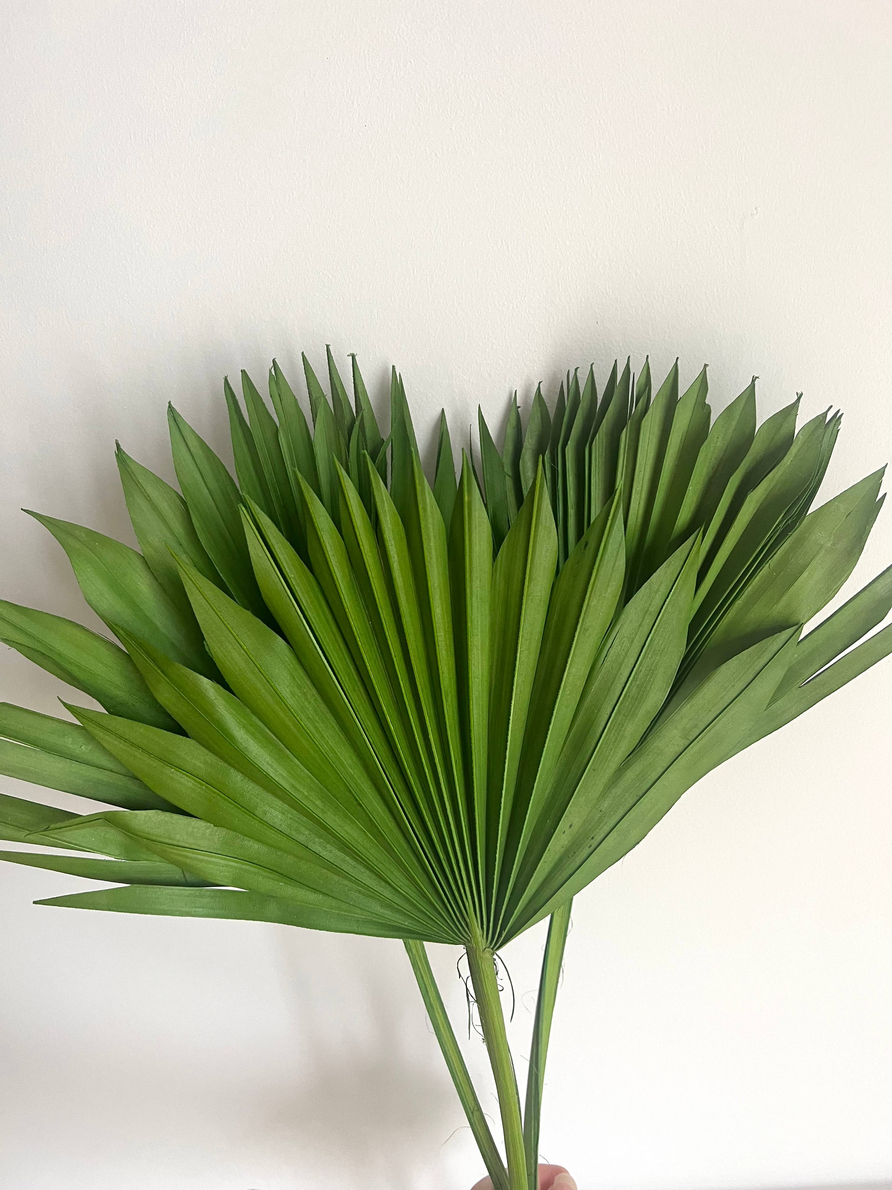 Saslittlevillage - Vente Fleur séchée/pressée - Sun Palm Leaf Green - 40-45cm - Une pièce1