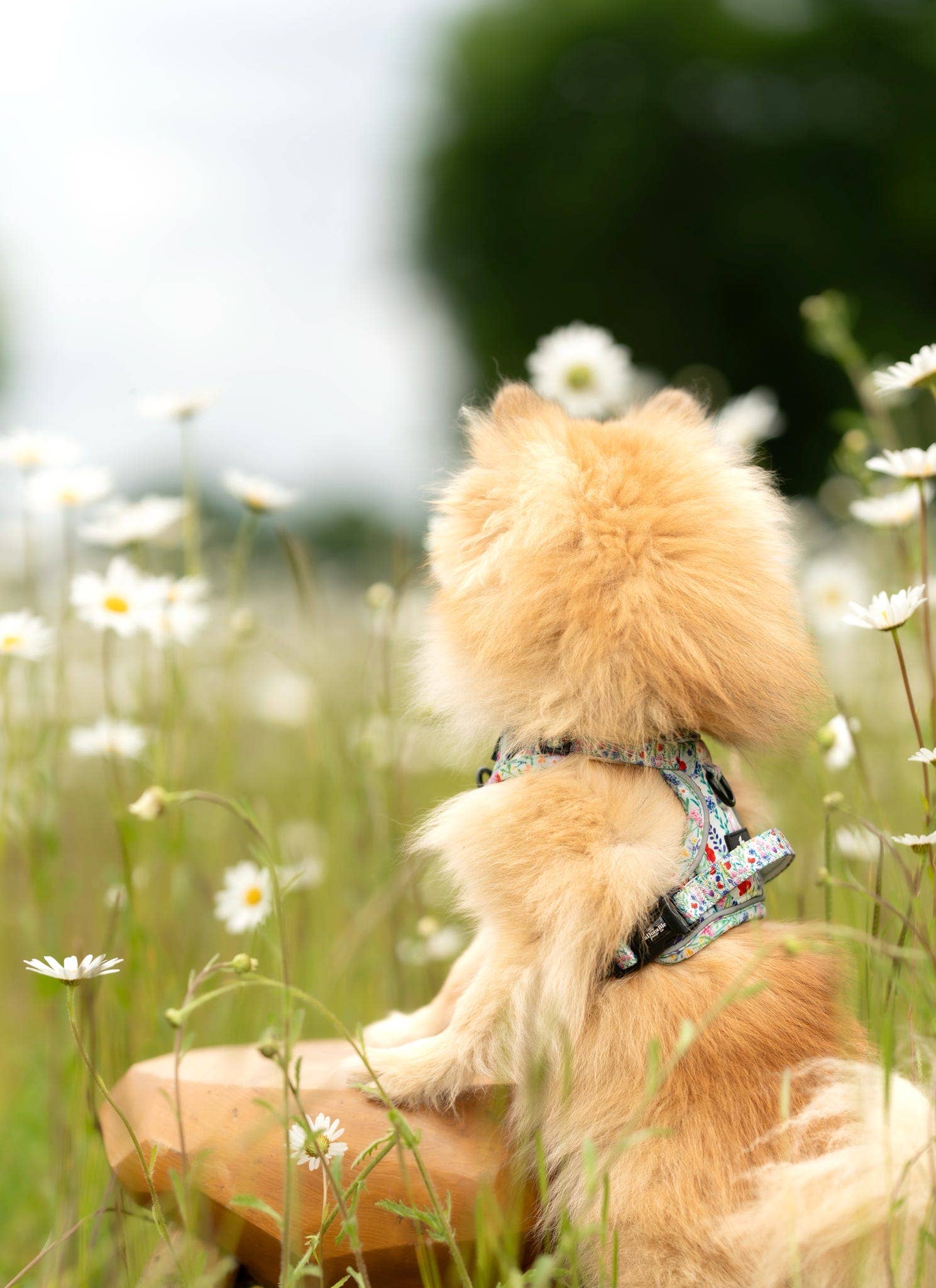 The aDoraBle Pooch Company - Wholesale Tuig voor huisdieren - Hond - Hike & Go Lite™ Harnas - Wildflower Meadow29