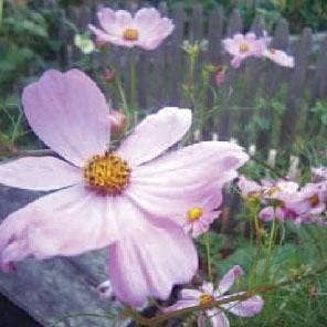 Sow True Seed - Wholesale Plant Seeds - Flower Seed Mix - Bee Feed