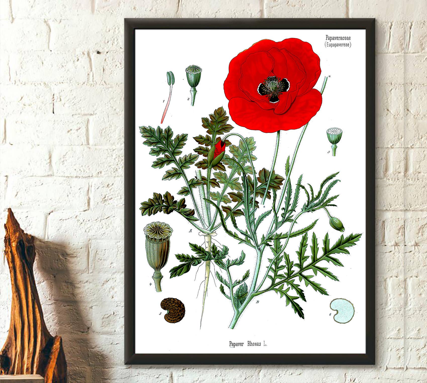 Vintage Wall Graphics - Wholesale Poster - Vintage Red Poppy Botanical Köhler's Floral Wall Art0