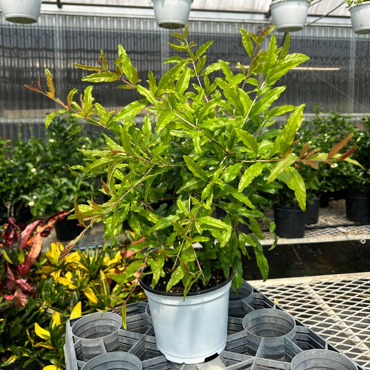 6" 'Wonderful' Pomegranates (Punica granatum) for wholesale by O F Nelson’s