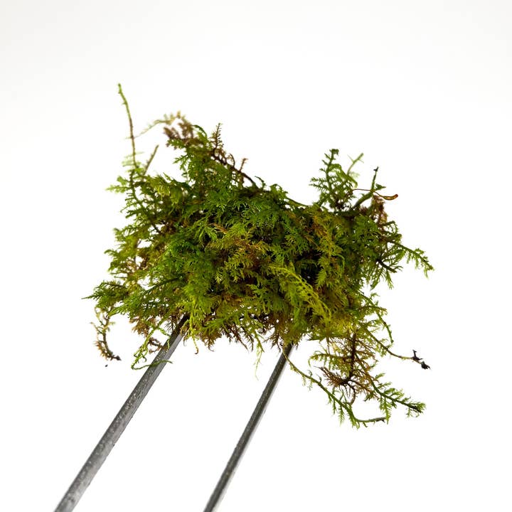 Mousse de fougère pour terrariums | 0,25 pi² | 0,5 pi² | 1 pi² pour la vente par Moss & Stone Gardens