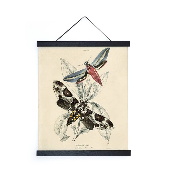 Curious Prints - Wholesale Art Print - Vintage Insect Sphinx Moth Print w/ optional frame