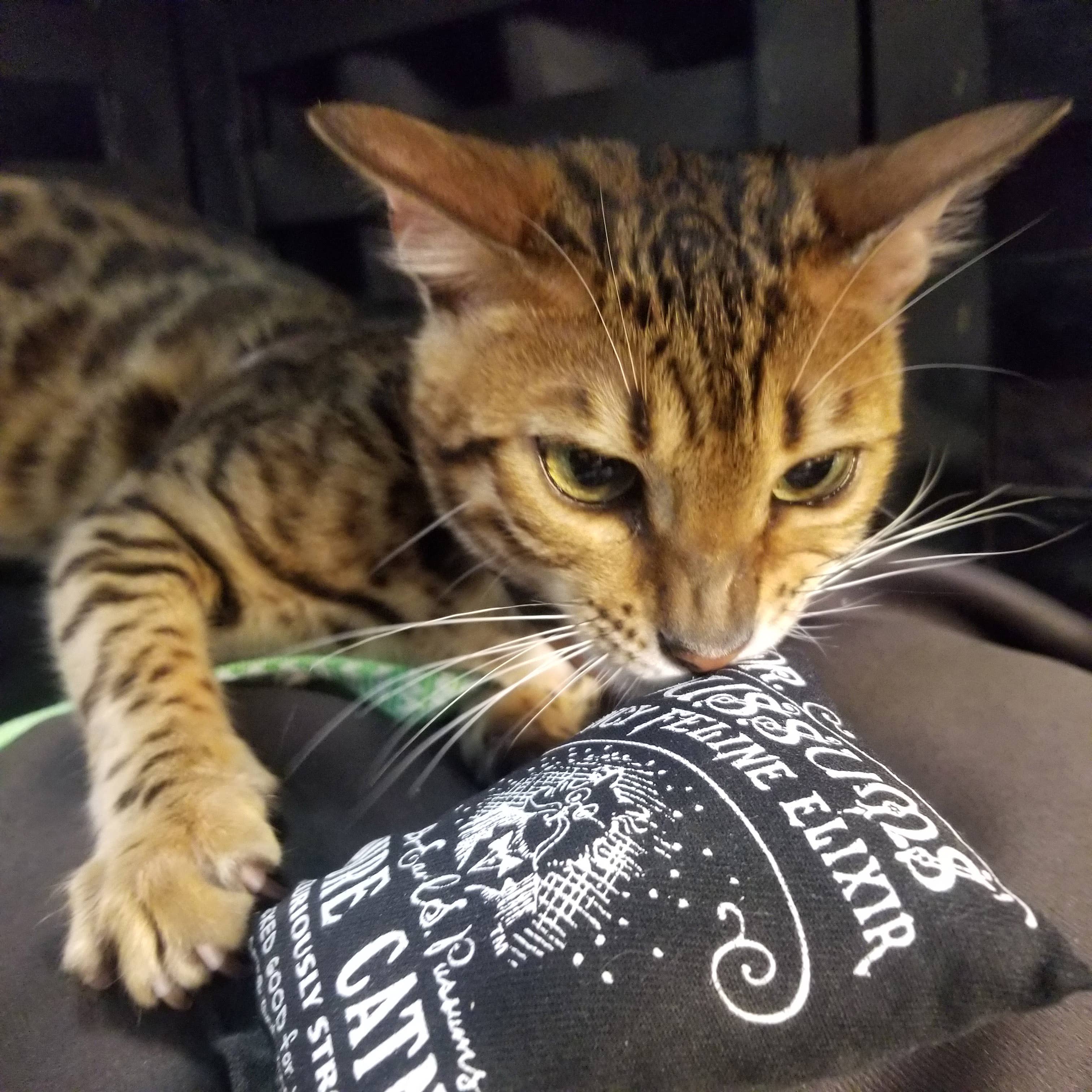 Dr. Pussums Catnip - Vente Jouet – chat - Oreiller à l'herbe à chat avec logo régulier2