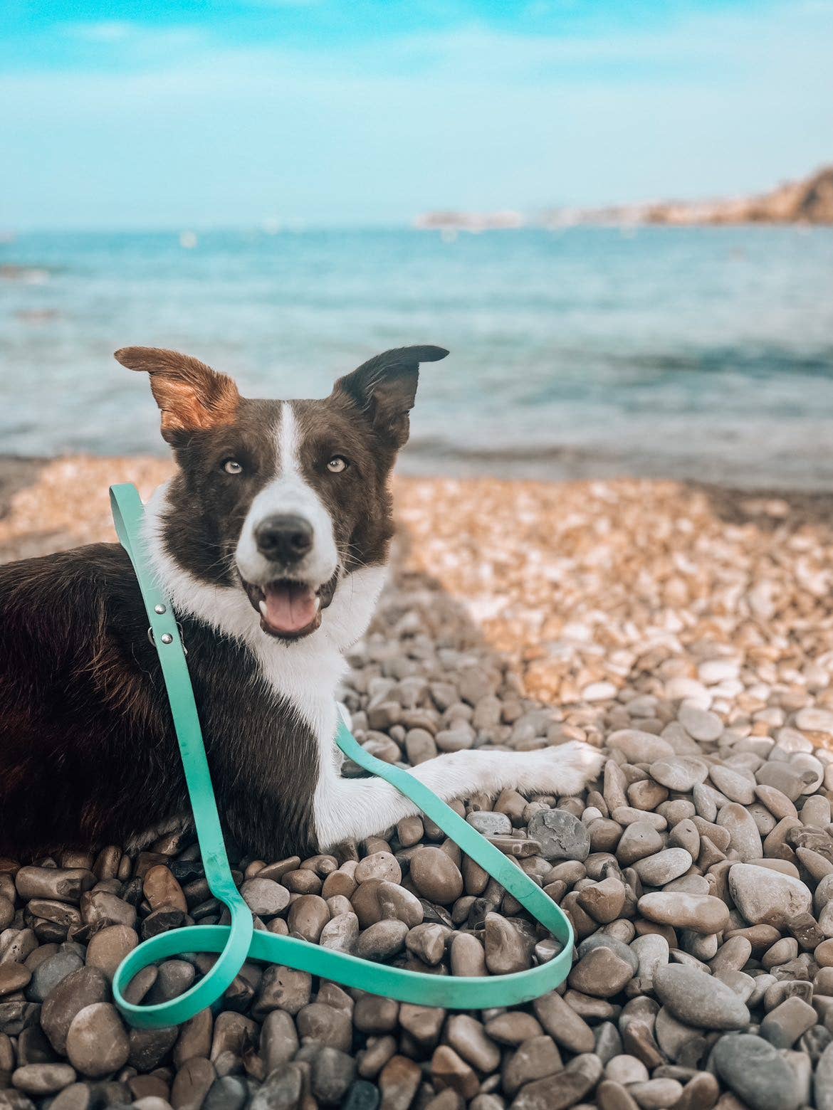 Ploouf Dogs - Wholesale Pet Leash - Dog - Lagoon green “soft touch” leash5