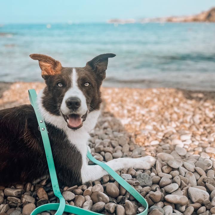 Ploouf Dogs - Wholesale Pet Leash - Dog - Lagoon green “soft touch” leash5