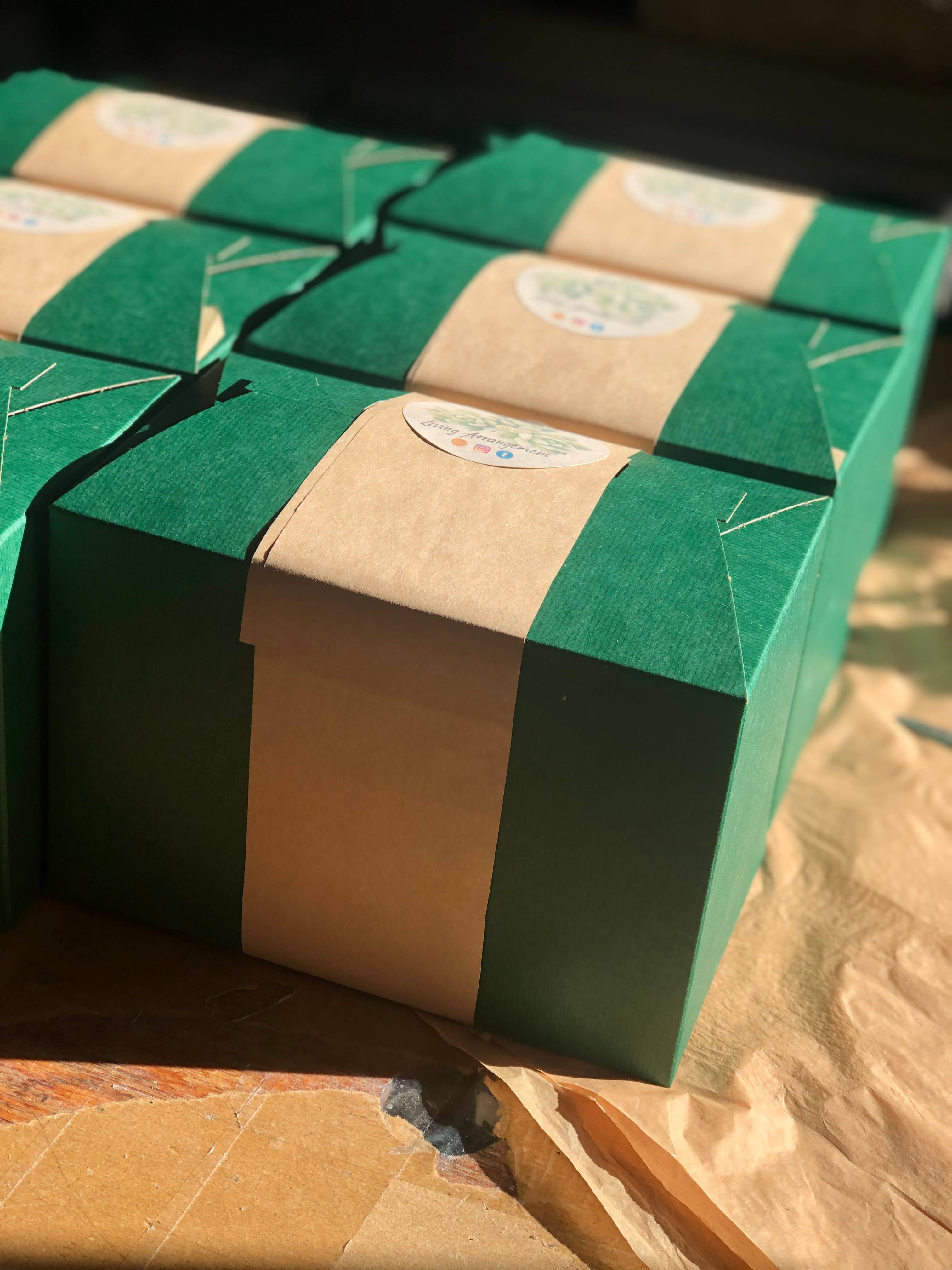 Living Arrangement - Wholesale DIY Craft Kit - Succulent Terrarium Kit Complete DIY8