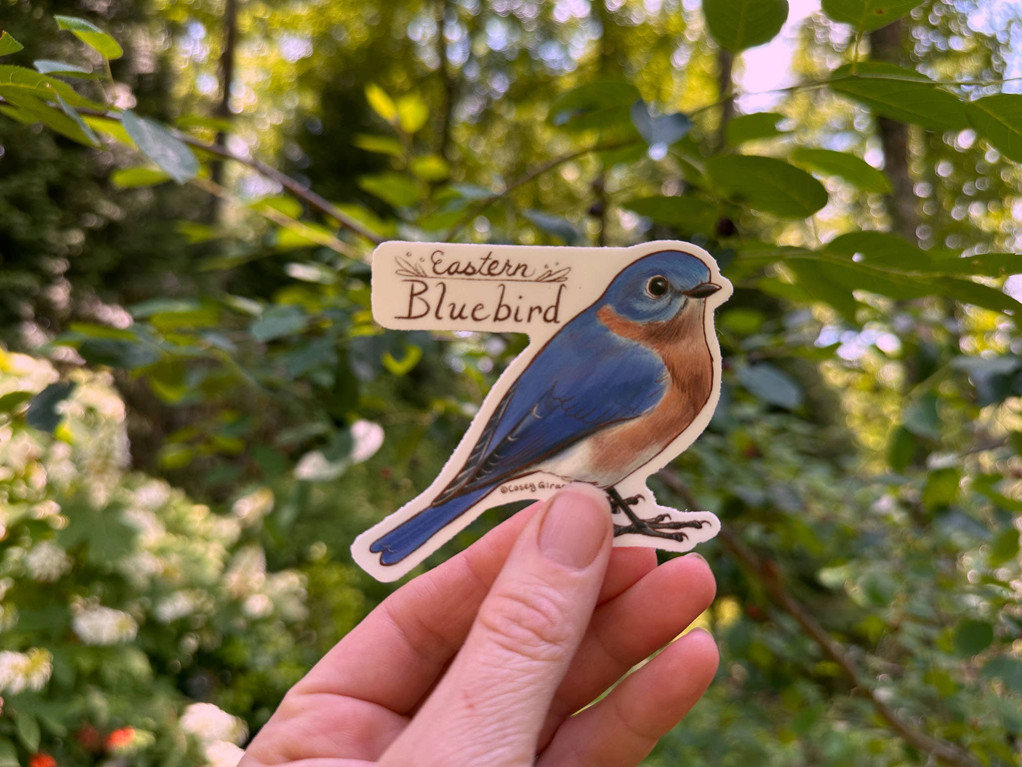 River Thrush Studio - Wholesale Sticker - Eastern Bluebird - Vinyl Sticker1