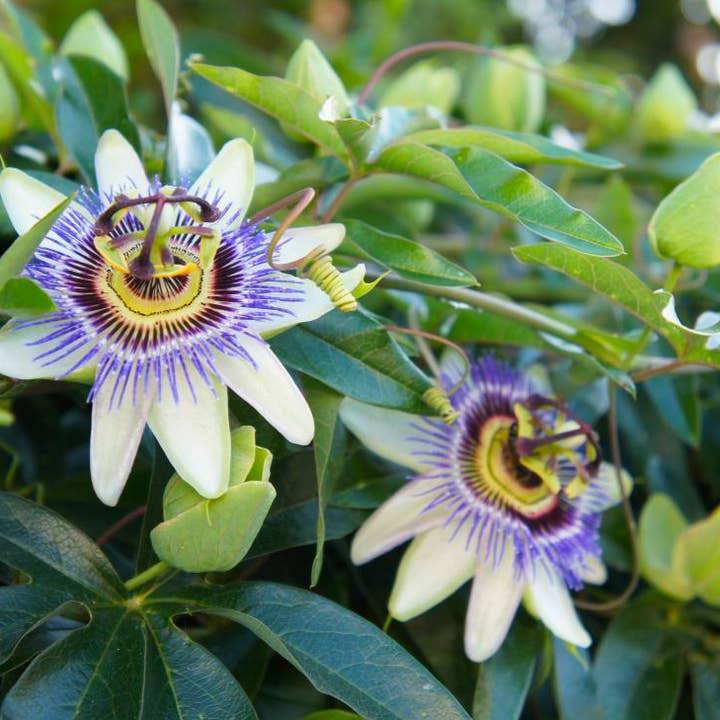 Teinture aux herbes de passiflore pour la vente par Daydream Organics | Prairie Doctor Brand