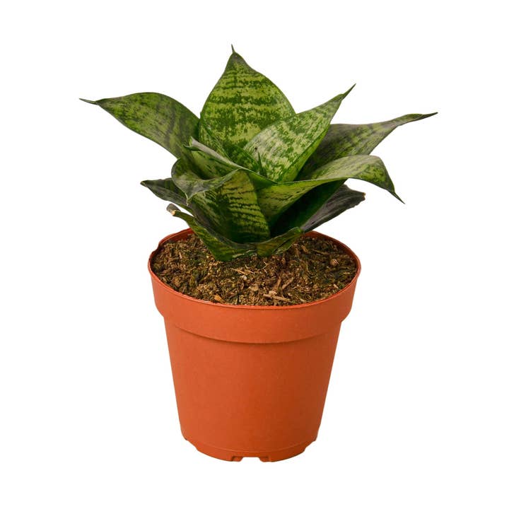 Snake Plant 'Forest Star' - 4" Pot for wholesale by House Plant Wholesale