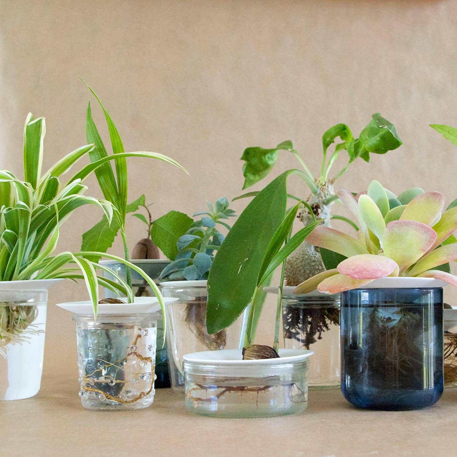 Botanopia - gifts , decor and cards for plant lovers - Wholesale Zaadjes voor platten - Deluxe Cadeauset – Kiemen en Kweken op water8