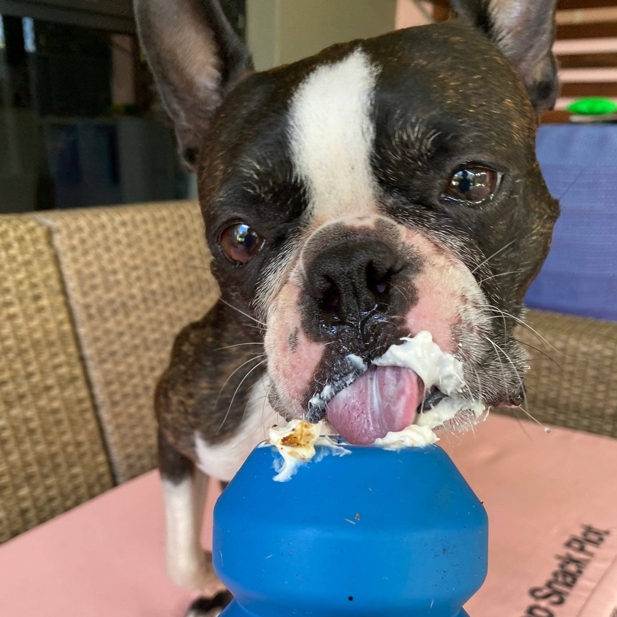 Rover Pet Products - Vendita all'ingrosso Giocattolo da masticare - Cani - Giocattolo da masticare a doppio problema1