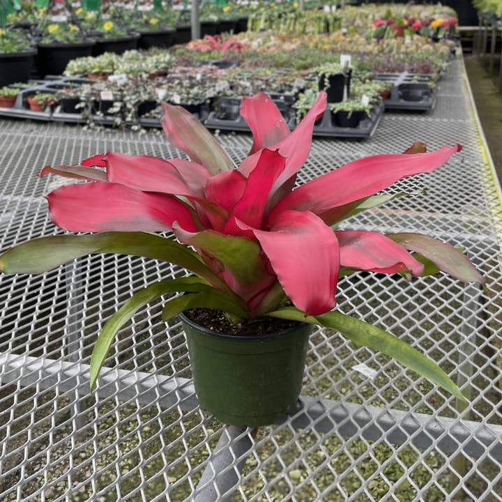 Thorsen's Greenhouse - Vente Plante - Broméliacée Neoregelia 'Neos' - Plante vivante - Assortie11