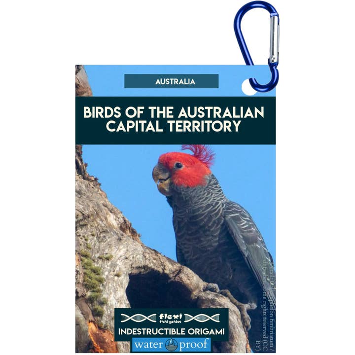 Vögel des ACT-Unzerstörbares Origami für den Großhandel von Flexi Field Guides