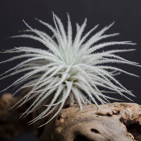The Artizan Way - Wholesale Live Plant - Tillandsia Tectorum Bulk (12+ Plants) - Rare Air Plant